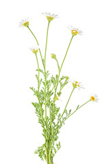 Chamomiles isolated on white background