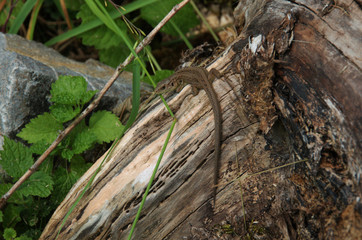 Lacerta agilis; sand lizard in Walenstadt