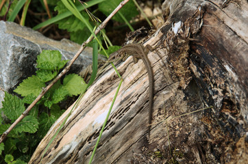 Lacerta agilis; sand lizard in Walenstadt