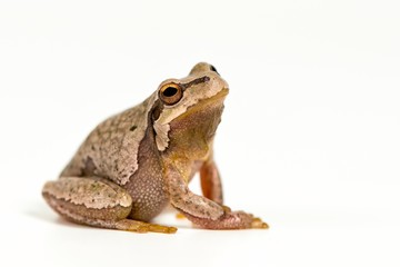 Fototapeta premium European green tree frog (Hyla arborea) isolated on white background