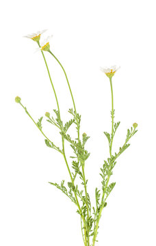 Chamomiles isolated on white background