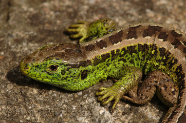 Lacerta agilis; sand lizard in Walenstadt
