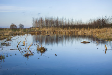Wetlands, woods and blue sky