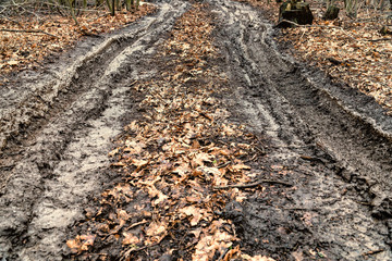 Dirty autumn road in forest