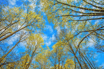 tree view from bottom to top with yellow green foliage on blue sky background