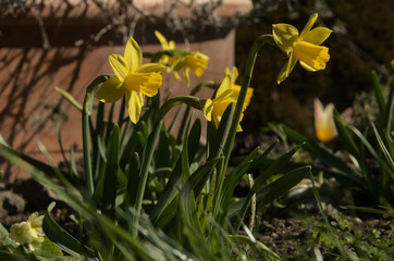 Dwarf daffodils in herbaceous border, Swiss cottage garden