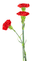 Beautiful red carnation flowers isolated on white background