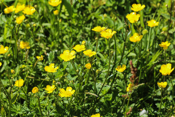 common meadow buttercup or tall buttercup (Ranunculus acris) blooming in spring