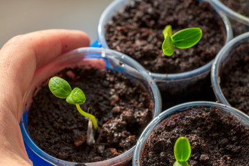 Growing seedlings for a country house at home on a windowsill in glasses
