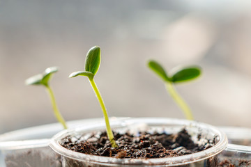 Growing seedlings for a country house at home on a windowsill in glasses