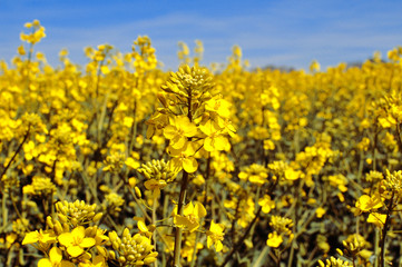 Raps field, rapeseed field, canola field, raps flowers close up