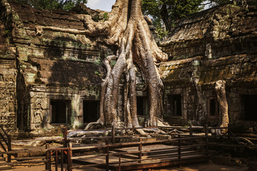 Fototapeta premium Ta Prohm temple - a symbiosis of roots and stones.