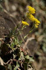 Yellow Alyssum in Swiss cottage garden