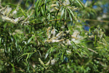 Close up of white willow tree (Salix alba) leafs with seed © Michael Meijer