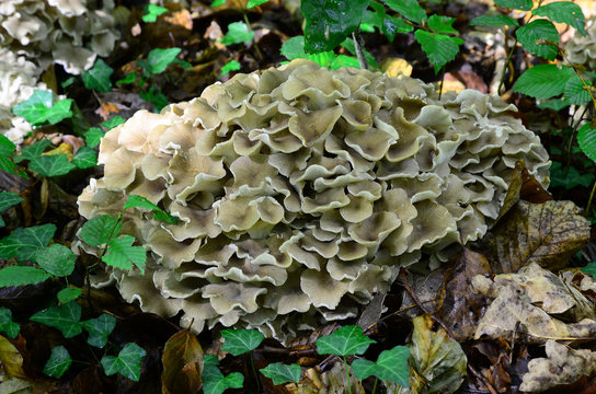 Pilze im Laubwald, Eichhase, Polyporus umbellatus