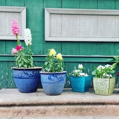 Flowers pots,flowers,