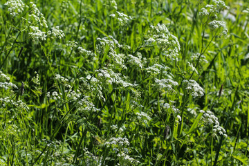 close up macro of cow parsley or wild chervil (Anthriscus sylvestris), blooming during spring
