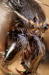 Cross Spider (Araneus diadematus), mandibles and eyes, DFF stack