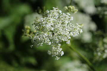 close up macro of cow parsley or wild chervil (Anthriscus sylvestris), blooming during spring