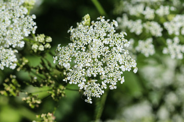 close up macro of cow parsley or wild chervil (Anthriscus sylvestris), blooming during spring