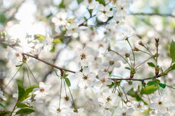 Blooming bird-cherry flowers close up. Tree with white spring flowers