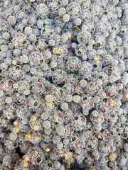 Abstract background composed of hundreds of small cactus in bloom