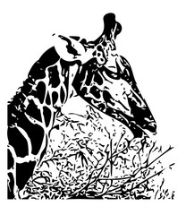 Giraffe eating to the trees in black silhouette and contour