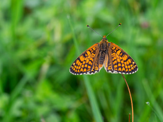 Melitaea nevadensis. Beautiful brown and orange European butterfly on grass stem. Fritillary.