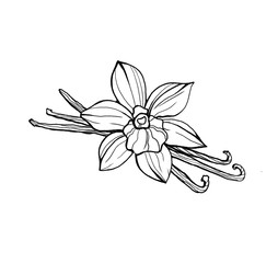 Ilustracja rysunek ręka, laski wanilii i kwiat. Zarys, białe tło. - 204782451