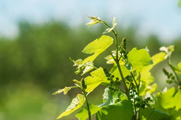 Grapevine with baby grapes and flowers - flowering of the vine with small grape berries. Young green grape branches on the vineyard in spring time.