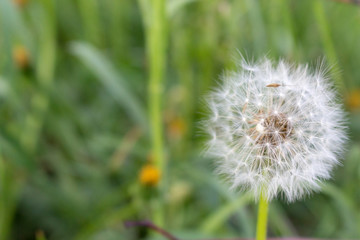 White dandelion flower in unfocused green grass. Flower closeup. White blowball macro. Field and meadow background. Spring and summer blossom concept. Garden plant growth. 