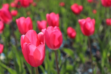 Pink tulips
