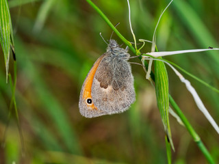 Brown and orange small butterfly. Small Heath. Coenonympha pamphilus.