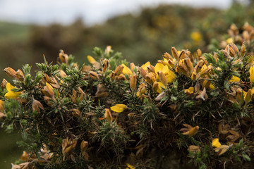 Gelbe Blüten - Wales