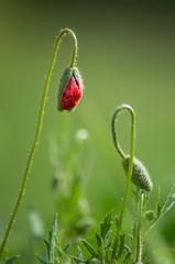 Obraz premium closeup of new poppy in a meadow at spring