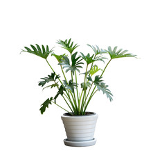 House plant in potted isolated on white background