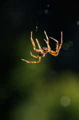 Garden spider suspended in warm evening light