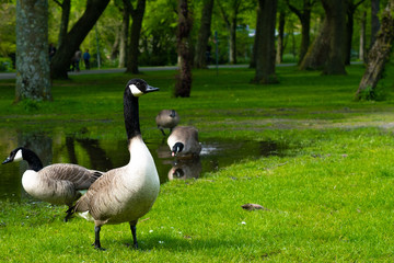 Goose in park