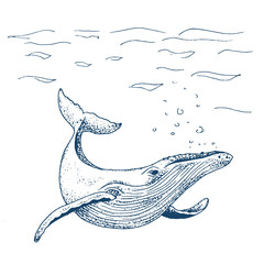 Naklejka premium Ilustracja wektorowa płetwal błękitny, szkic tuszem z dużym ssakiem pływającym. Na białym tle pływanie wielorybów w oceanie. Ręcznie rysowane ilustracji w abstrakcyjnym dziecięcym stylu.
