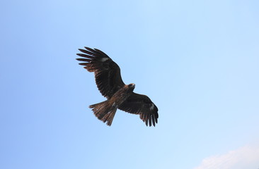 Black kite in blue sky background
