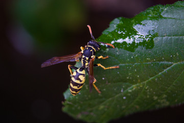 Wasp on leaf