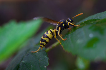 Wasp on leaf
