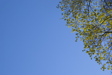 Tree Green Branches on the Blue Sky Background with a Copy Space