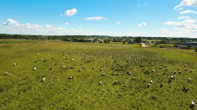 Aerial view cows graze on a green pasture on a summer day. Herd cows on a summer pasture. Aerial footage, 4K video.