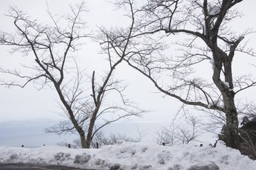 Fototapeta na wymiar Winter tree in the snow