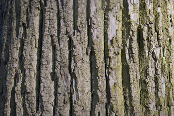 The Tree Bark Backgound in the forest