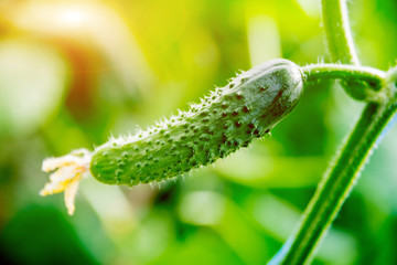 Fototapeta premium Long green cucumbers on a branch in a greenhouse