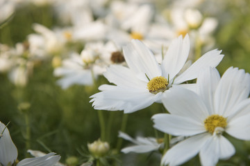 Obraz premium Close view of natural flower Cosmos