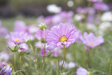 Close view of natural flower Cosmos