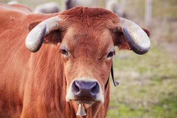 Arouquesa Cow